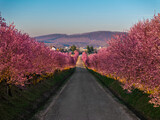 Fototapeta Big Ben - Berkenye, Hungary - Aerial view of blooming pink wild plum trees along the road in the village of Berkenye on a spring morning with clear blue sky