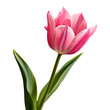 pink tulip flower with leaves isolated on a white transparent background, side view, png
