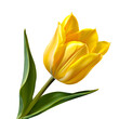 A vibrant yellow tulip flower against a white transparent background, side view, png