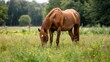 Brown horse grazing in tall grass field