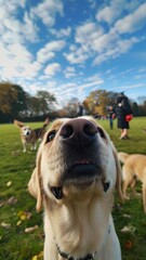 Friendly Dog Enjoying Outdoor Playtime
