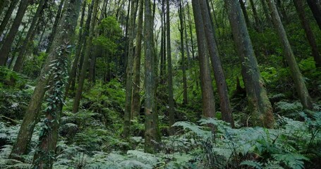 Poster - Tropical forest of the tree canopy