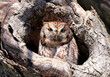 Eastern Screech-Owl sitting in a tree gouge, Canada
