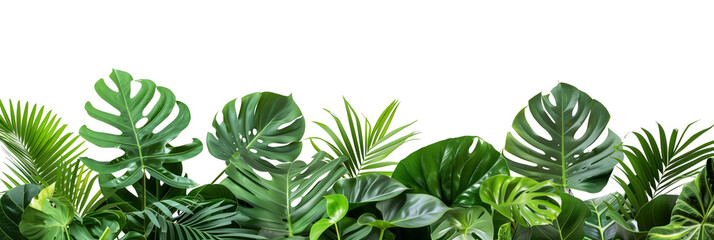 Wall Mural - Tropical leaves foliage plant bush floral arrangement nature backdrop isolated on white background