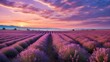 Sunset and lines on a lavender field. Gorgeous fragrant lavender flowers blossoming at dusk