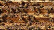 Bees on Wooden Surface