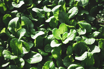 Wall Mural - Brassica integrifolia meat hotpot. Possesses many nutritional ingredients that Brassica integrifolia are extremely good for health. Brassica integrifolia is popular in many parts of the world.