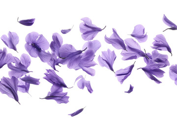 Wall Mural - A close-up of a petals flowers purple flower in full bloom