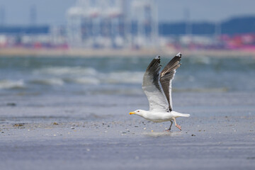 Poster - A Great black backed gull flying over the beach