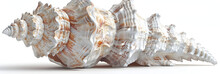 A Large Sea Shell On A White Surface, Magnificent Ocean Conch On White Background