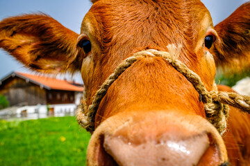 Canvas Print - nice cow at a farm in austria