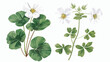 Wood sorrel flowers and trifoliate leaves isolated on