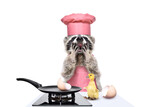 Fototapeta  - Surprised raccoon cook standing in front of the kitchen table on which sits a duckling hatched from an egg isolated on white background