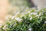 White gardenia flowers blooming in the front garden. Popularly planted as a fence plant.