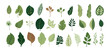 Collection of tropical leaves. Flat isolated elements on a white background. Vector illustration