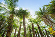 八丈島の特産品、フェニックス・ロベレニー（シンノウヤシ、ヤシ科）の畑。
観葉植物や園芸用品として重要。

日本国東京都伊豆諸島の絶海の孤島、八丈島にて。
2020年撮影。


A field of Phoenix roberenii (Sinnoh palm, pygmy date palm, Palmaceae), a specialty of Hachijojima.
Important as