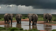 African elephants (Loxodonta) gather around a watering hole at Addo Elephant National Park under a stormy sky; Eastern Cape, South Africa