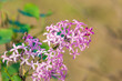 Purple lilac in full bloom in the spring sunlight. common lilac, Syringa vulgaris, 