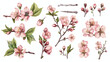 Realistic sakura hand drawn set with buds flowers lea