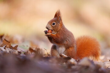 Wall Mural - A cute european red squirrel sits on the ground and eats a nut.  Sciurus vulgaris.