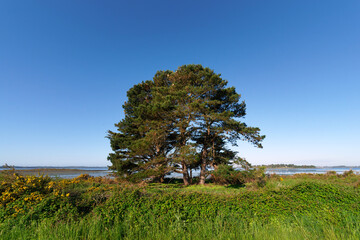 Canvas Print - Coastal path in Tascon island. Gulf of Morbihan