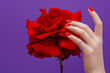 Manicured nails . Nail care . Beauty delicate hands with manicure holding red flower close up. Beautiful nails and flower close-up, great idea for the advertising of cosmetics.