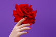 Manicured nails . Nail care . Beauty delicate hands with manicure holding red flower close up. Beautiful nails and flower close-up, great idea for the advertising of cosmetics.