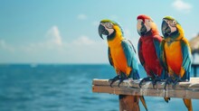 Group Of Colorful Parrots On A Tropical Pier, Vibrant Feathers Contrasted Against The Blue Ocean, Sunny Day Ambiance