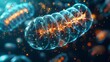 Biohacking your mitochondria to increase cellular energy and combat the effects of aging. .