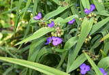 Fototapeta Tulipany - Tradescantia virginiana, the Virginia spiderwort  flowers. Blooming blue Tradescantia (Tradescantia virginiana) in the garden.