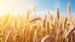 Golden wheat field under a sunny sky. Agriculture and harvest concept.
