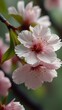 Beautiful cherry blossom wallpaper, Japanese cherry blossoms, Sakura flowers, Cherry blossom mobile wallpaper