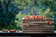 The wooden box, full of ripe cherries on the wooden rustic rail in the summer orchard. Summer harvesting concept.
