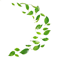 Wall Mural - green leaves falling in middle of the air