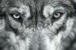 Close-up portrait of a grey dog,  Selective focus