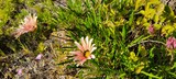Fototapeta  - Close-up of beautiful Harsh gazania flowers in bloom among lush greenery