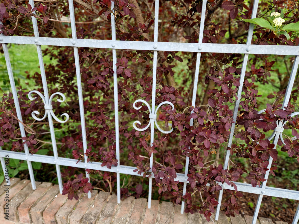 the forged plot is overgrown with wisteria and ornamental shrubs ...