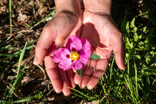 Graciosas Carícias: Uma Mão Feminina Envolvendo Uma Delicada Flor De Cistus Creticus