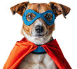 Portrait of a jack russell terrier dog wearing a superhero costume with mask, isolated on a white background