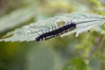 Wall Mural - caterpillar on a leaf