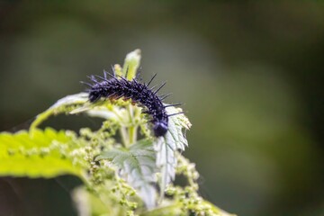 Wall Mural - caterpillar on a leaf