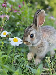 Wall Mural - cute rabbit in grass and camomile