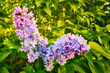 Flieder - Ecology - Frühling - Springtime- Spring - Background - Concept - Blooming - Flower - Bloom - Green - Wonderful - High quality photo