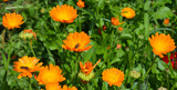 Fototapeta Tulipany - Calendula officinalis or Pot Marigold, Common Marigold, Scotch Marigold, Ruddles, Pot Marigold with honey bees in bee-friendly garden.