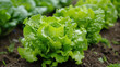Fresh juicy salad greens. Farm plantation growing green foliage. Healthy organic products, ecofriendly vegan products