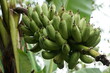 close up of green banana fruit