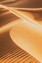 Wall Mural - The undulating curves of desert sand dunes at dusk, with soft golden light casting long shadows