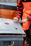Fototapeta Konie - Fisherman using rope to close a full container with lobsters