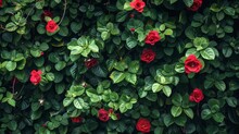 Close-up View Of A Vibrant Red Rose Growing On A Lush Green Wall