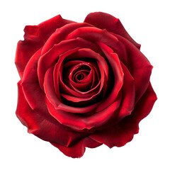 Wall Mural - isolated red rose, close-up of flower